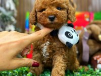 Tarçınlı kurabiye maltipoo