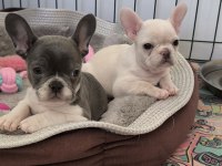 EN NADİRLERİNDEN AŞILI PED EĞİTİMLİ PRENSES KÖPEKLER