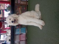 Dev Poodle