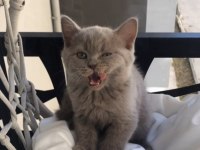 British Shorthair Yavruları