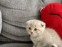 Yavru scottish fold kedilerim