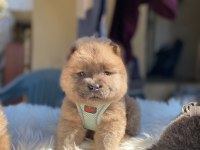 MÜKEMMEL SON KALAN CHOW CHOW YAVRULAR