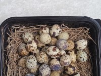 KULUÇKALIK BILDIRCIN YUMURTASI