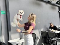 Pomeranian Yavruları