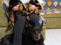 KING DOBERMAN YAVRULARI