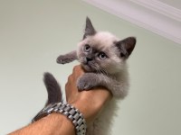 BRITISH SHORTHAIR BLUE POİNT