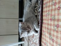 2 tane british shorthair