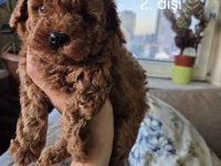 Toy garantili 2 dişi poodle ev ortamından