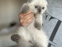 Blue point scottish fold yavrular