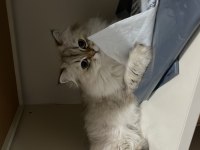 British Longhair ücretsiz yuva