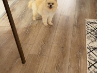 Ayı surat yetişkin pomeranian boo