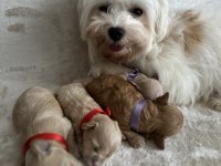 En Küçük Maltipoo (Kore)