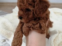 Orjinal toy poodle