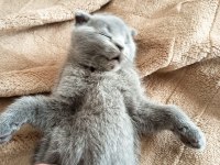 Sevgi Dolu Ve Oyuncu Bebek Kedilerim