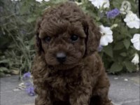 Toy Poodle Yavrusu