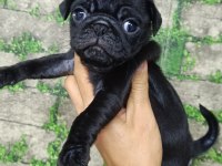 0 BURUN GÜL KUYRUK PUG YAVRULAR