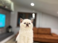 Irk Ve Sağlık Garantili Brıtısh Shorthair Yavrular