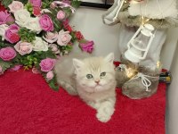 Top kafa ayı suratlı tatlış british kedilerimiz