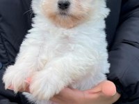 Orjinal Maltese Terrier Bebekler