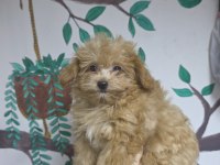 2 AYLIK MALTİPOO YAVRU