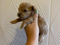 Kore Maltipoo Yavrularımız