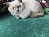 Blue Point Yavru British Shorthair