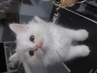 Beyaz british shorthair kardeşler yeni yuvalarını arıyor