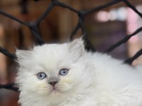 British Longhair güzelliği
