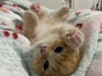 Yavru 2 aylık scottish fold