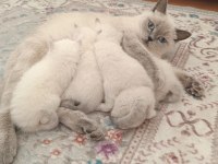 Bluepoint bebişler british shorthair