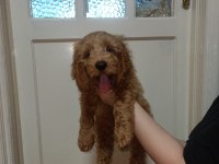 Eğitimli Toy Poodle
