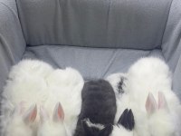 CÜCE NETHERLAND DWARF YAVRULARIMIZ