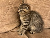 Scottish fold kedimize yuva arıyoruz