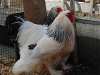 LİGHT BRAHMA KULUÇKALIK YUMURTA & CİVCİV