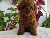 Üst Kalite Toy Poodle Yavrular