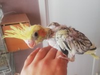 Yeni yeme düşecek olan pied Sultan yavruları