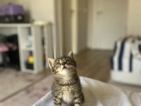 Kedimize acil yuva aranıyor