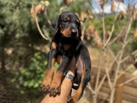 Doberman Yavrularımız