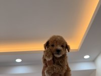 Wc Pet Eğitimli Kore Teacup Poodle Yavrumuz