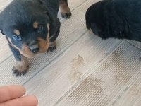 Rottweiler bebeleri