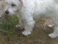 5 aylık yavru maltipoo