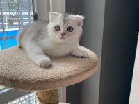 3 aylık Silver scottish fold oğluşum