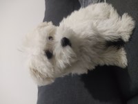 Evimizin neşesi köpekler
