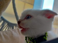 Kızımız yeni yuvasını arıyor scottish fold