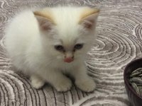 British Red Point yavrular