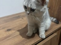 British shorthair yavrular ırk sağlık garantili
