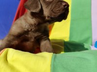 KAHVERENGİ MÜTHİŞ GÜZELLİKTE LABRADOR YAVRULAR