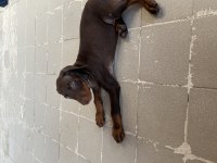 Kızıl yavru doberman