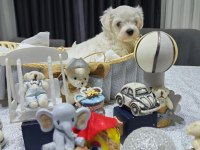 A scrli babadan Kore maltese bebeklerim