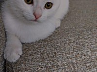 Yuvasını arayan minik bebek scottish fold